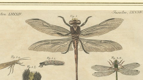 Pair of Antique Dragonfly, Cicada & Exotic Insect Engravings, Bertuch, c.1815, close-up 3