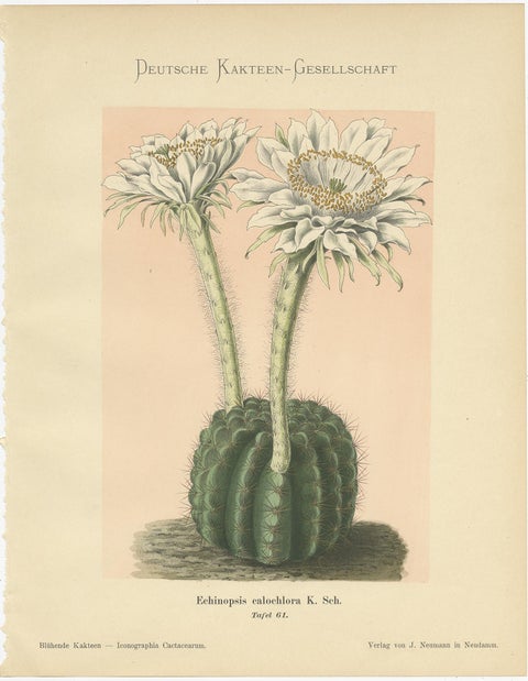 Set of 4 Antique Cactus Prints, Echinopsis Calochlora, Schumann, circa 1900, view 2