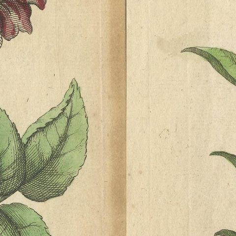 Antique Print of the Mountain Lily and Rosa Mundi, 1747, close-up 2