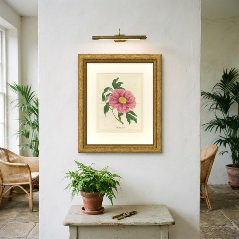 Tree Peony Impératrice de France, Paeonia Moutan Chromolithograph, 1858, shown framed on a wall
