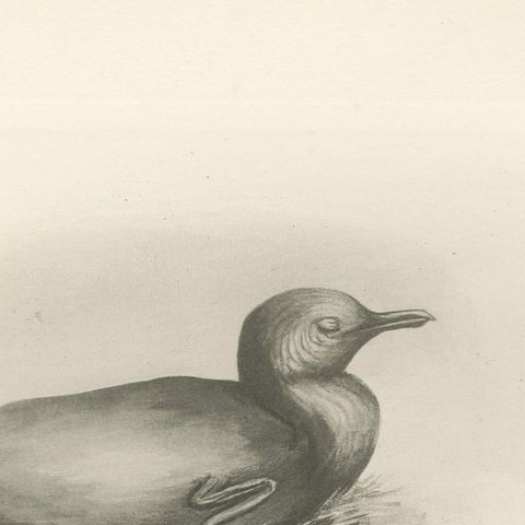 Young Cormorants, Antique Bird Print after Lilian Medland, circa 1909, close-up 2
