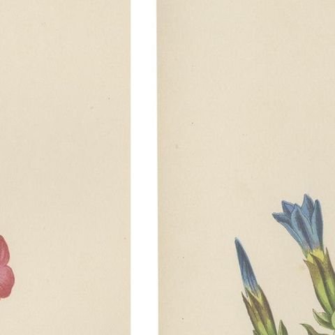 Alpine Botanical Lithograph Pair of Arctic Bramble and Spring Gentian, 1874, close-up 4