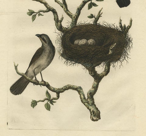 Antique Hand-Colored Engraving of Red-Backed Shrike, 18th Century, view 6