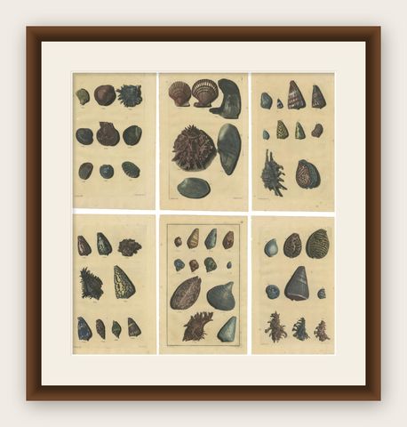 Set of 6 Colored Antique Prints of various Sea Shells and Molluscs, shown framed