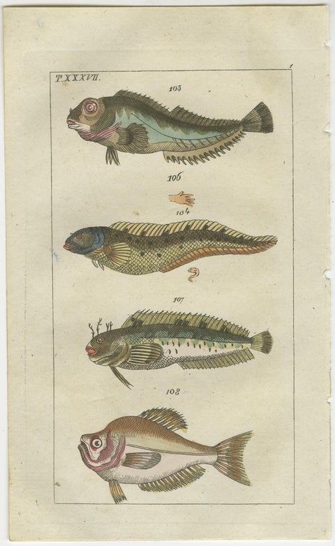 Set of 2 Antique Fish Prints - Viviparus - Oyster Toadfish - Tusk Fish, view 3