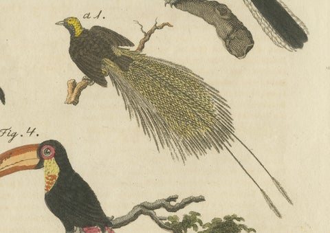 Original Antique Print of Toucan, Hornbill and Birds of Paradise, 1790, close-up 2