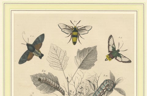 Lithograph of Insect Life Cycles, Moths, Bees, and Caterpillars with Host Plant, close-up 3