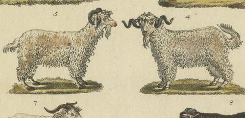 Antique Handcolored Engraving of Domestic Goats, c.1800, close-up 3