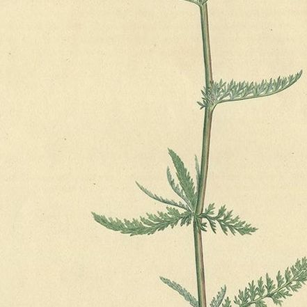 Antique Botany Print of Achillea Millefolium by Curtis 'circa 1817', close-up 1