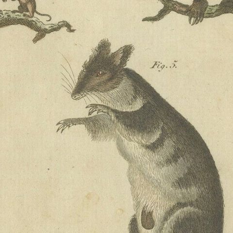Hand-Colored 18th-Century Engraving of Exotic Quadrupeds from Natural History, close-up 5