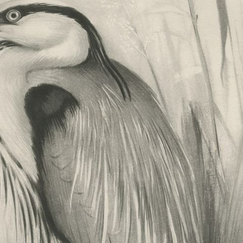 Grey Heron, Antique Bird Print after Lilian Medland, circa 1909, close-up 3