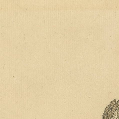 Antique Bird Print of a White Jacobin Pigeon, Hand-colored in 1740, close-up 1