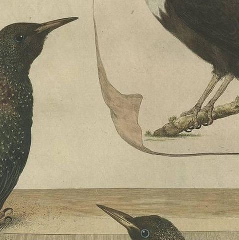 Antique Bird Print, Starling & White-throated Dipper by Nozeman & Sepp, 1770, close-up 1