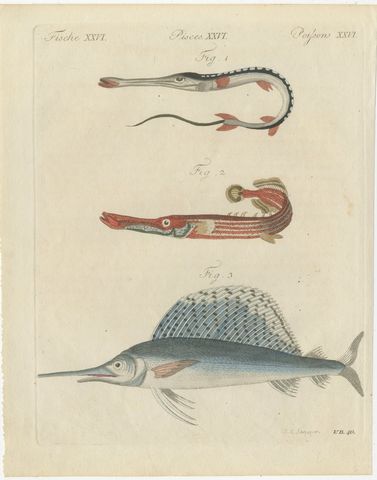 Sailfish, Cornetfish and Trumpetfish, Antique Bertuch Print, circa 1805, view 2