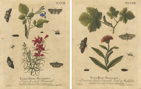Antique English Moths with Garden Flowers, Hand-Colored Engravings 1720, view 4