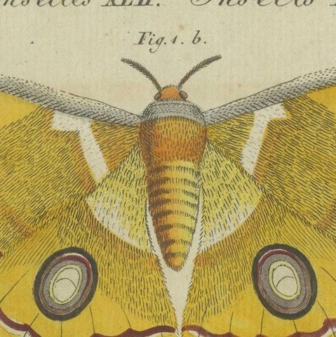 Splendid Saturn Moth and Green Hawkmoth: Exquisite Insects from a 1805 Work, close-up 4