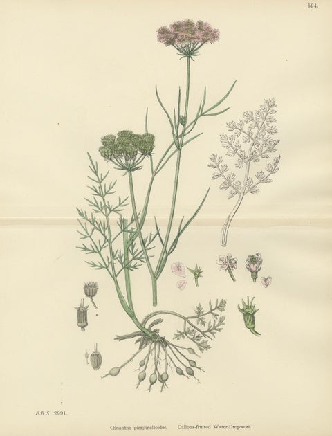 Antique English Botanical Print, Callous-Fruited Water-Dropwort c.1902, close-up 1