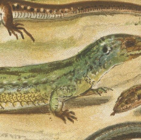 Antique Print of Various Reptiles, close-up 1