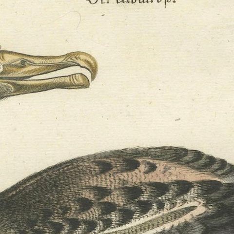 Der Albatros - Hand-Colored Engraving of the Albatross by Johann Seligmann, 1770, close-up 5