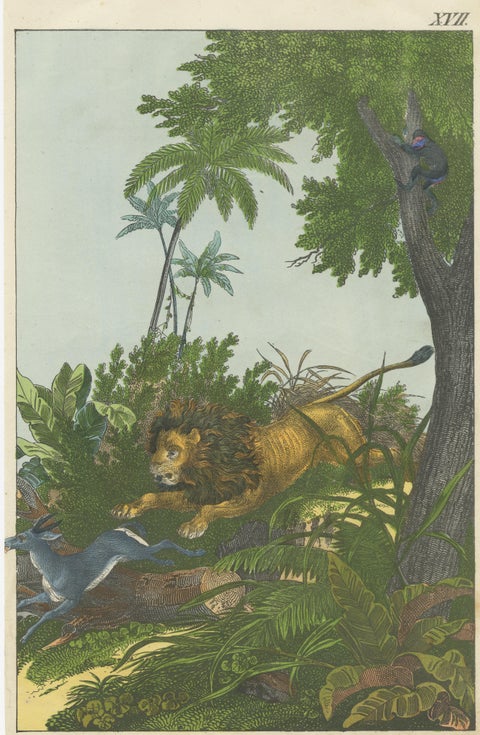 Hand Colored Antique Lithograph of Hunting Lion, view 3