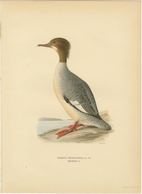 Antique Merganser Duck Lithographs Set of 6, Scandinavian Birds Sweden 1929, view 8