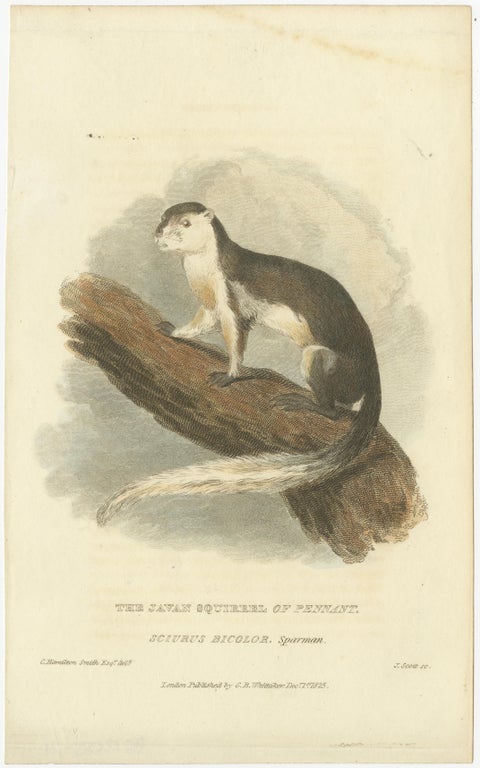 Antique Print with Hand Coloring of a Black Giant Squirrel or Javan Squirrel, view 2