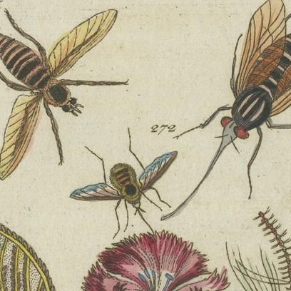 Antique Insect Prints: Small Vibrant Engravings of Bugs, Leaves & Flowers, 1832, close-up 1
