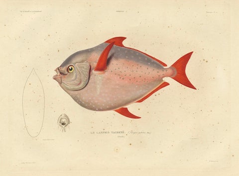 Old Fish Print Named Opah, Cravo, Moonfish, Kingfish or Jerusalem Haddock, 1842, close-up 4