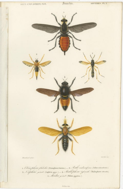 Set of Five Antique Prints of Flies and Hymenoptera Insects, 1861, view 6
