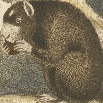 Antique Print with Hand Coloring of a Masked Squirrel, close-up 3