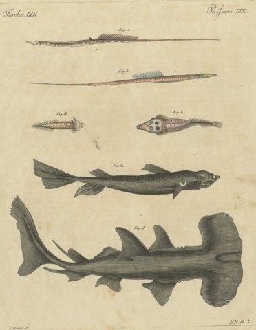 Hammerhead Shark with Pipefish and Sea Moths, Antique Bertuch Print, circa 1820