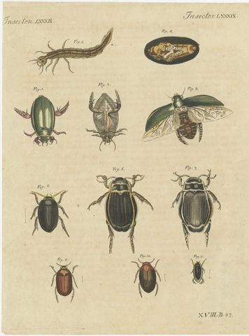 Diving Beetles and Water Beetles with Larva, Antique Bertuch Print, circa 1815