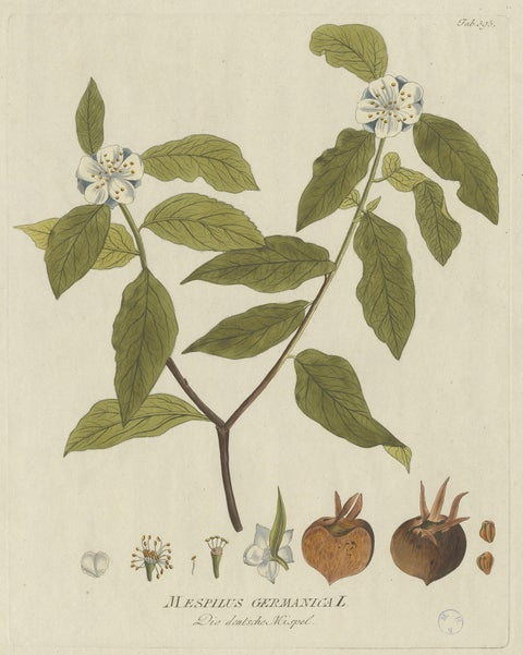 Antique Botany Print of the Mespilus Germanica by Plenck 'circa 1790', view 2