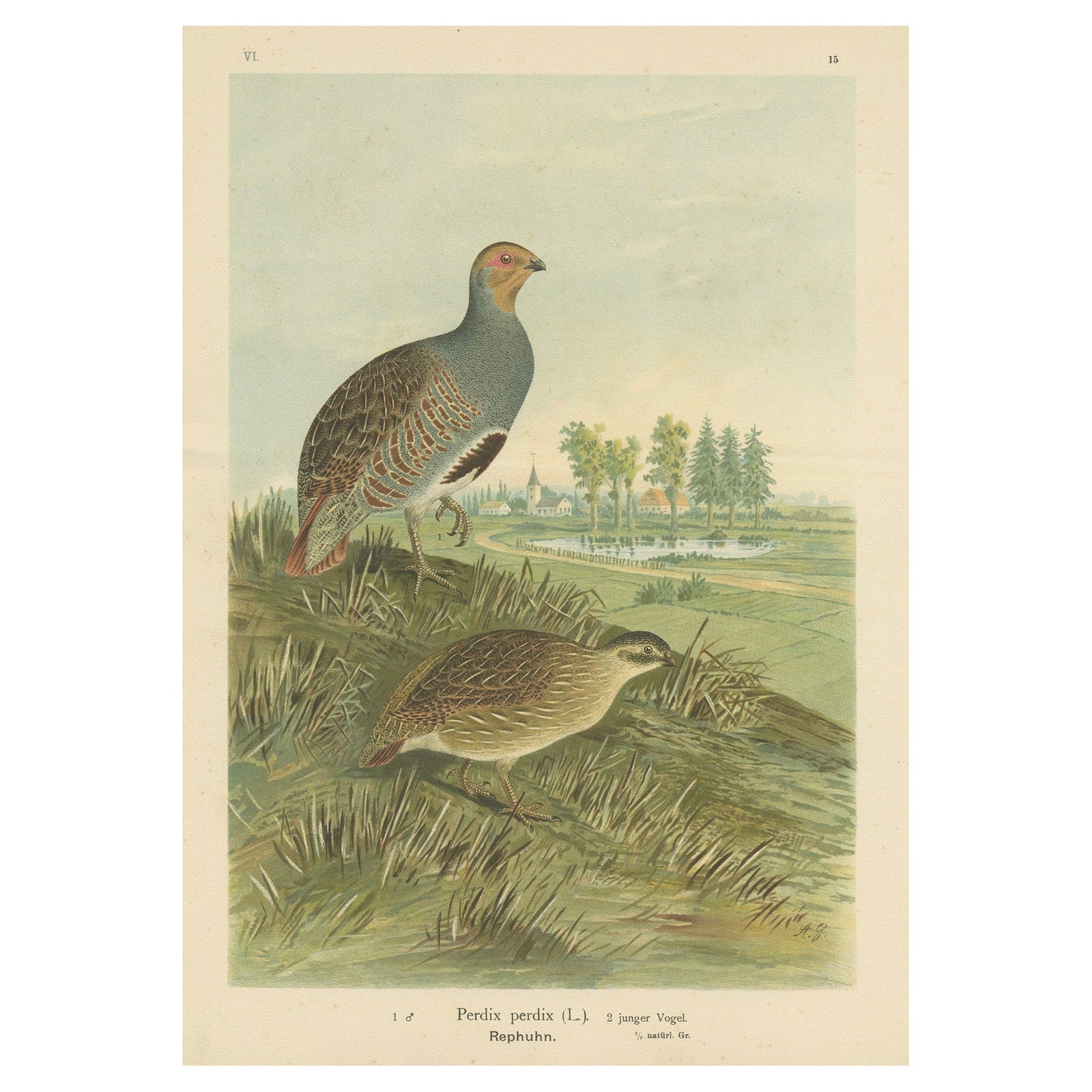 Partridges in Rural Landscape, Antique 19th Century Bird Chromolithograph