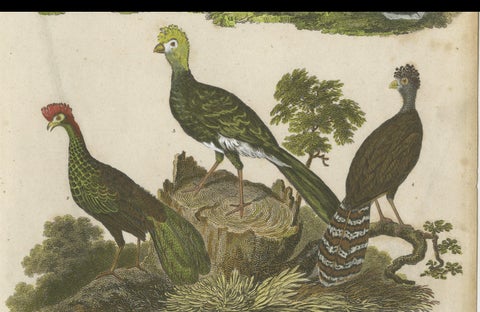 1811 Ornithology Gallinae Plate IV - Antique Poultry Print, close-up 3