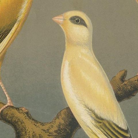 Antique Bird Print of the Yorkshire Canaries Evenly Marked Yellow and Others, close-up 2