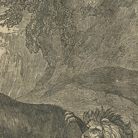 Original Antique German Print of Fight Between Buffalo and Lion, close-up 2