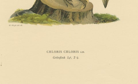 European Greenfinch Pair, Swedish Bird Lithograph, Male & Female, 1929, close-up 4