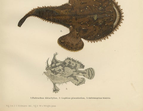 Spotted Toadfish, Anglerfish, and Frogfish - Unique Scandinavian Fish Lithograph, close-up 1