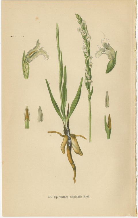 Spiranthes Splendor: Vintage Botanicals from 1904, view 2