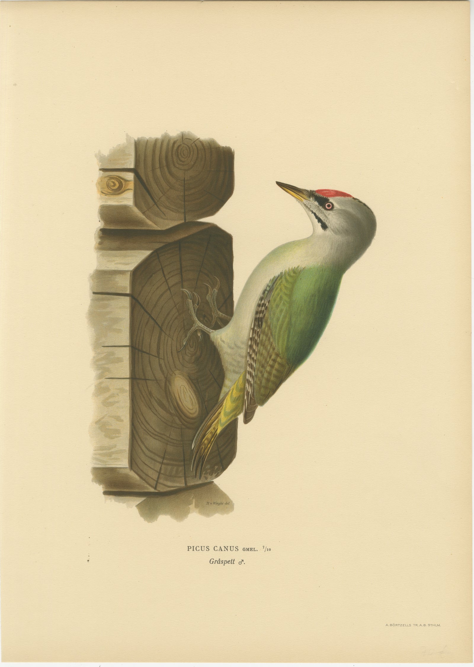 Grey-Headed Woodpecker on Timber Post, Swedish Bird Print, 1929