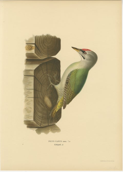 Grey-Headed Woodpecker on Timber Post, Swedish Bird Print, 1929
