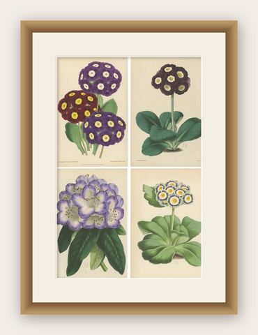 Set of 4 Antique Botany Prints, Purple, by Brooks 'c.1870', shown framed