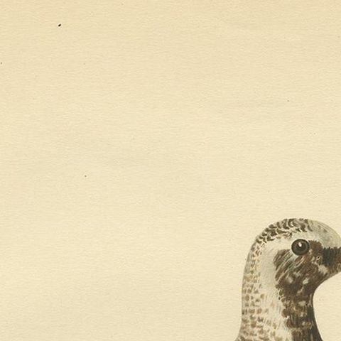 Antique Bird Print of the Grey Plover by Von Wright, 1929, close-up 1