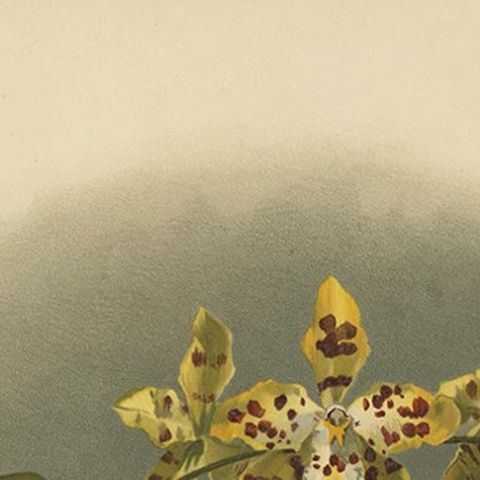Yellow Spotted Orchid Print, Odontoglossum Excellens, Reichenbachia c.1888, close-up 4