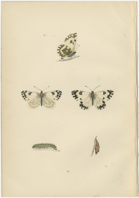 Metamorphosis in Repose: A Trio of Butterfly Lifecycles, view 2