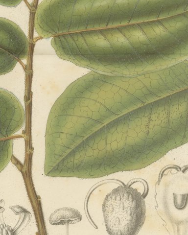 Antiaris Toxicaria, the Upas Tree, Branch with Details, 1859, close-up 2