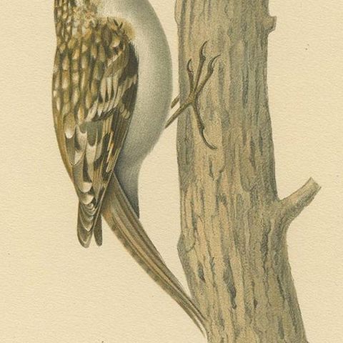Antique Bird Print of the Eurasian Treecreeper by Von Wright, 1927, close-up 2