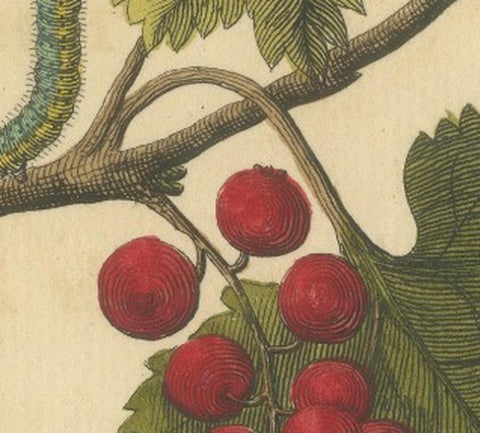 English Moths and Caterpillars on Hawthorn & Flowering Plant, Antique Print 1720, view 7