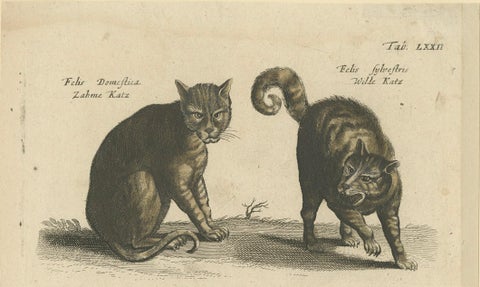 Wildcat and Domestic Cat, Original Antique 1660 Copper Engraving, close-up 2